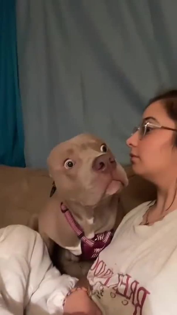 Dog Finds Out Owner Can SPEAK
